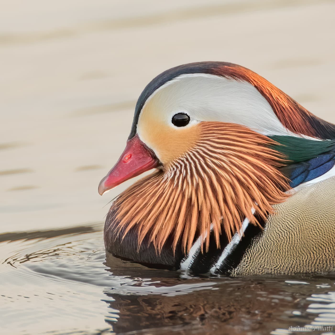 bird of british columbia image 23